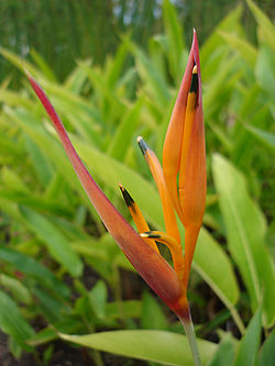  Heliconia psittacorumdans le Jardin de l'État, à la Réunion