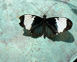  Heliconius cydno