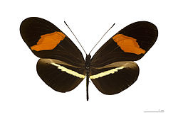  Heliconius erato petiverana - Muséum de Toulouse