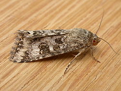 Heliothis punctifera