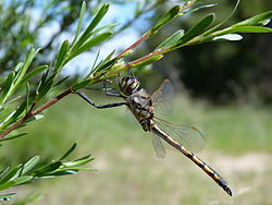  Hemicordulia tau mâle