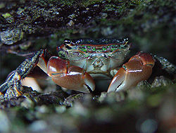  Hemigrapsus nudus