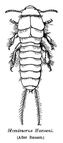  Hemimerus hanseni, un exemple d'Hemimeridae