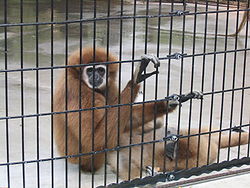  Gibbon à mains blanches (Hylobates lar)