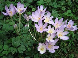  Colchicum autumnale