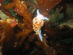 Hermissenda crassicornis