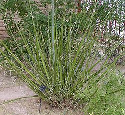 Hesperaloe funifera