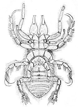  Hexisopus abnormis, spécimen mâle