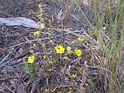  Hibbertia obtusifolia