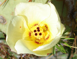  Hibiscus coulteri