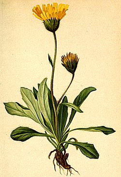  Hieracium alpinum