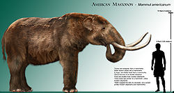  Mammut americanum