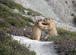  Marmota himalayana à Ganda La, Ladakh