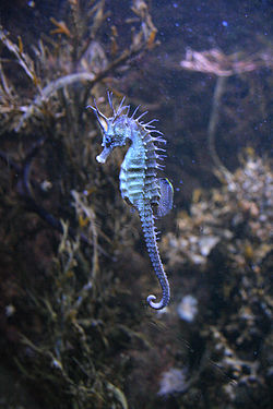  Hippocampe de l'aquarium de Vannes
