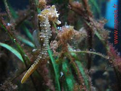  Hippocampus hippocampus en aquarium à Mareis