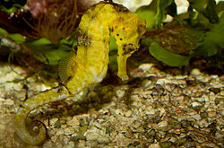  Hippocampe long-nez à l'Aquarium Cinéaqua