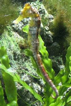  Hippocampe long-nez à l'Aquarium Cinéaqua