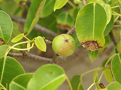  Branche avec fruit de Hippomane mancinella