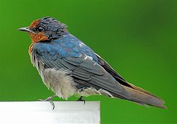  Hirondelle de Tahiti  (Hirundo tahitica)