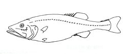  Hispidoberyx ambagiosus