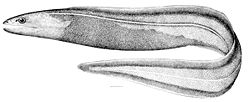  Histiobranchus bathybius