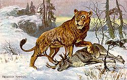 Lion des cavernes, peint par H. Harder en 1920