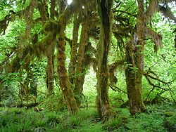  Isothecium stoloniferum est la mousse épiphyte pendante.