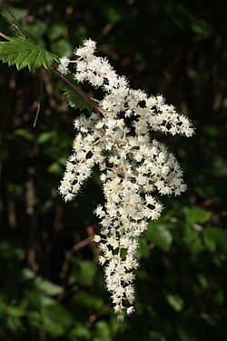  Holodiscus discolor