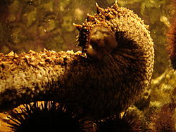 Holothurie à l'aquarium de Rhodes