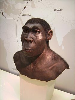  Reconstitution scientifique d'Homo erectus.