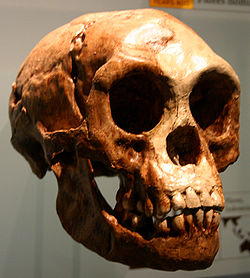  Crâne de H. floresiensis