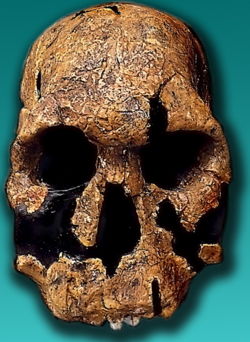  Crâne KNM ER 1470découvert à Koobi Fora au Kenya