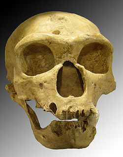  Crâne de Néandertalien : l'Homme de la Chapelle-aux-Saints.