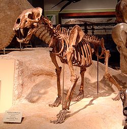  Squelette d'Homotherium serum,au "Texas Memorial Museum",Université du Texas à Austin (Austin, Texas)
