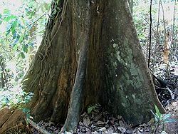 Base du tronc de Hopea beccariana