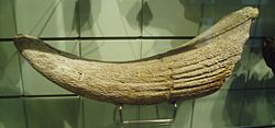  Cheville osseuse de corne de Bison priscus auMuséum d'histoire naturelle de Londres