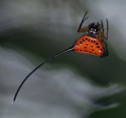  Macracantha arcuata