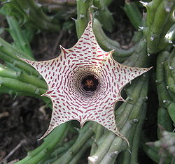  Huernia occulta