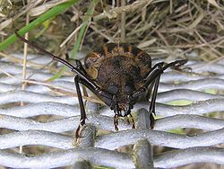   Prionoplus reticularis White, 1843de la Nouvelle-Zélande