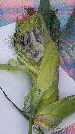  Ustilago maydis sur du maïs (Zea mays)