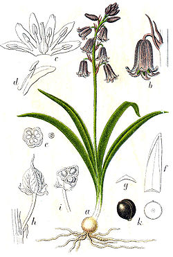  Hyacinthoides non-scripta