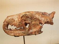 Hyaenodon cayluxi auMuséum national d'Histoire naturelle