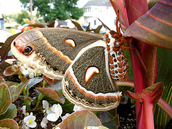  Hyalophora cecropia