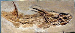 Fossile d'Hybodus fraasi