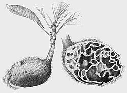  Hydnophytum formicarum