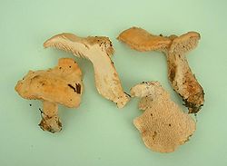  Pied de mouton (Hydnum repandum)