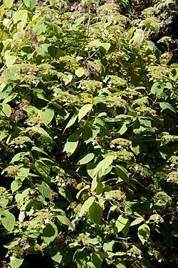  Hydrangea arborescens en fin de floraison