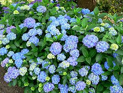  Hydrangea macrophylla 'Blauer Prinz'