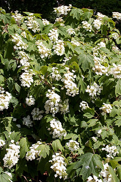  Hydrangea quercifolia