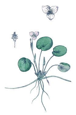  Dictionnaire des plantes suisses, 1853